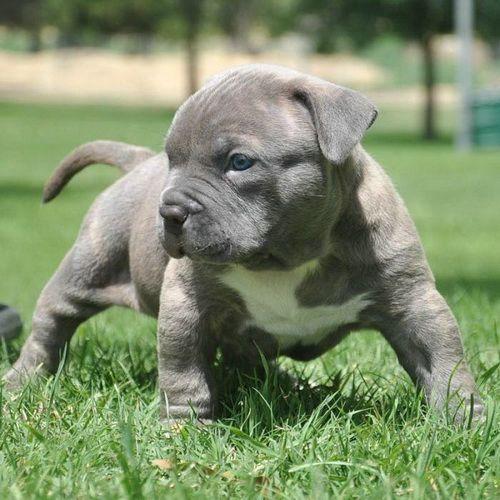 Puppy Bully Breed Dogs | Images and Ideas on DreamStream